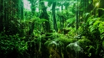 雨中植物