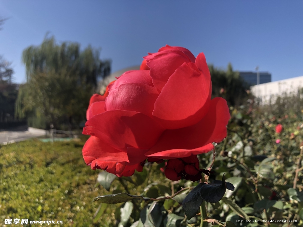 月季花