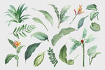 热带植物 手绘  清新 叶子