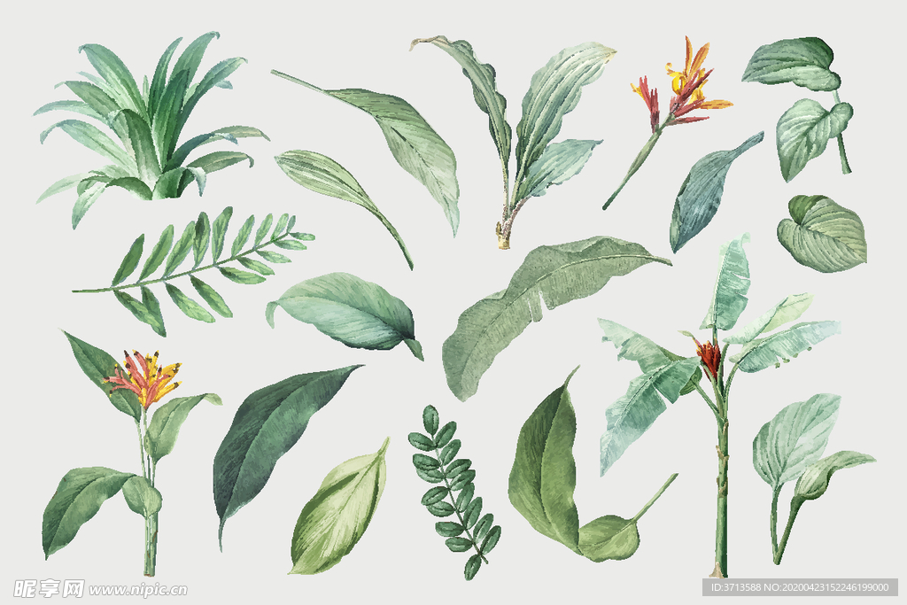 热带植物 手绘  清新 叶子
