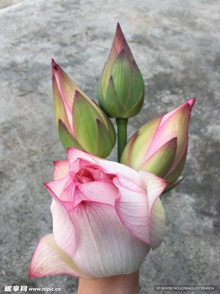 荷花