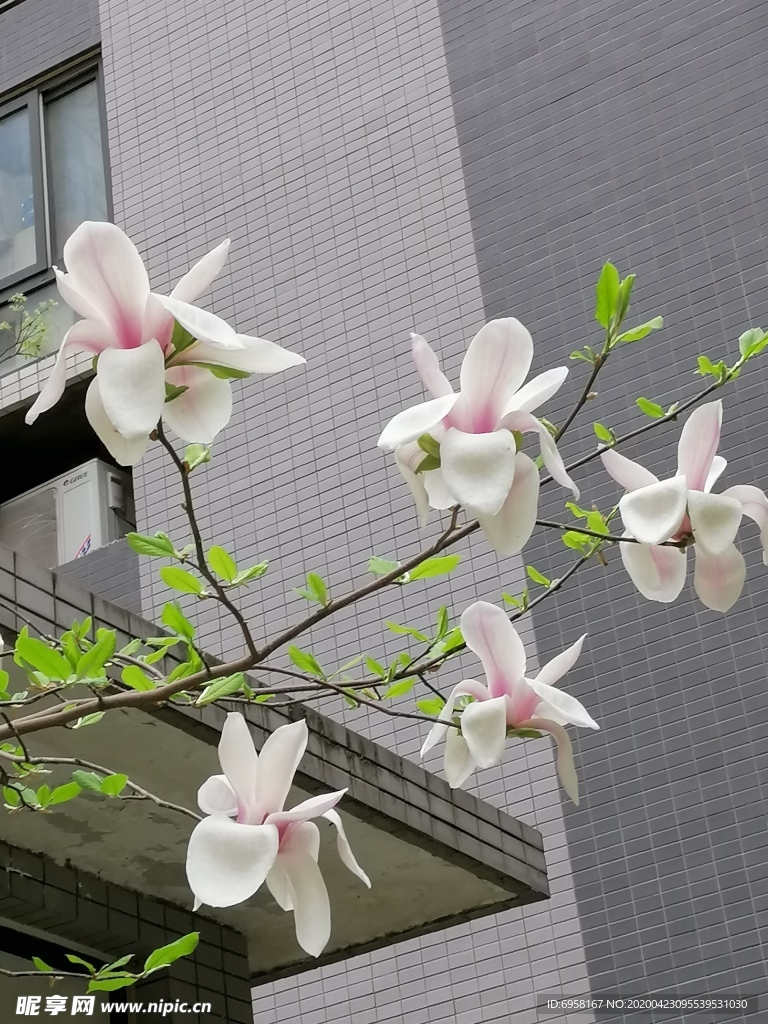 玉兰花
