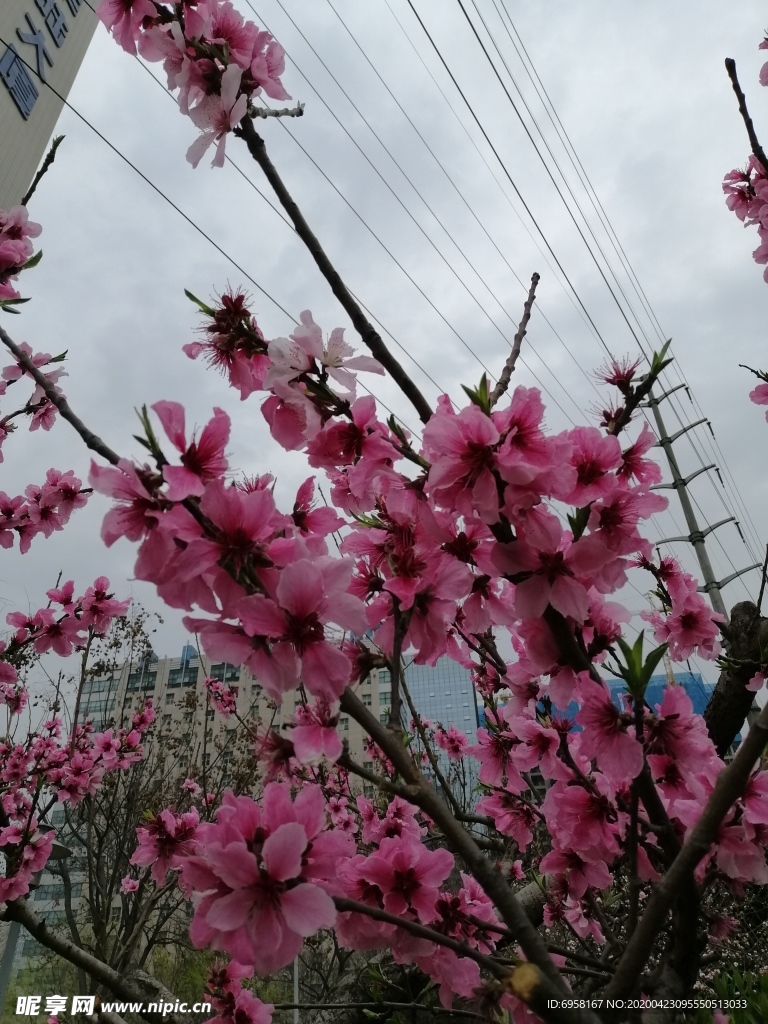 桃花