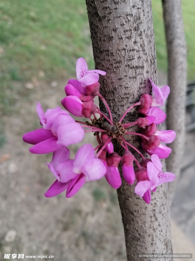 紫荆花