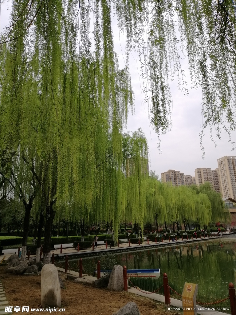 垂柳