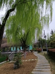 垂柳树