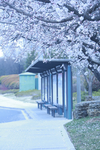 公交站牌樱花