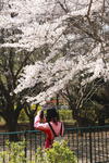 公园樱花