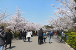公园樱花