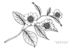 花卉花蕊