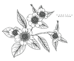 花卉花蕊