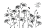 花卉花蕊