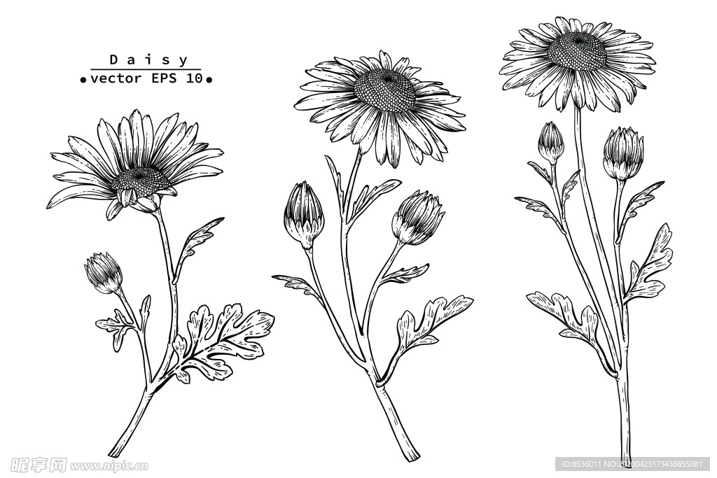 花卉花蕊