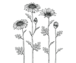 花卉花蕊