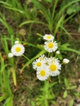 野菊花