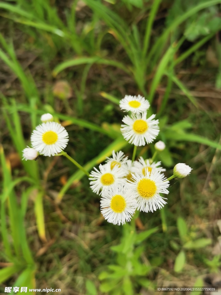 野菊花
