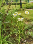 公园绿植野菊