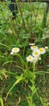 公园野菊花