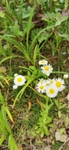 路边野菊花