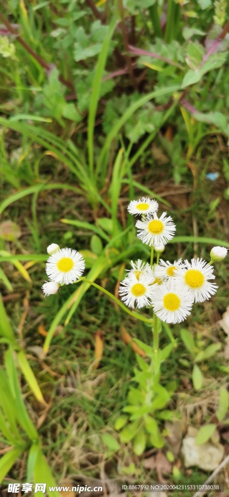 路边野菊花