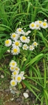 公园野花菊