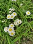 野花菊