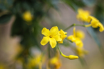迎春花