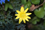迎春花