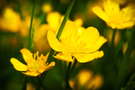 迎春花