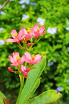 迎春花