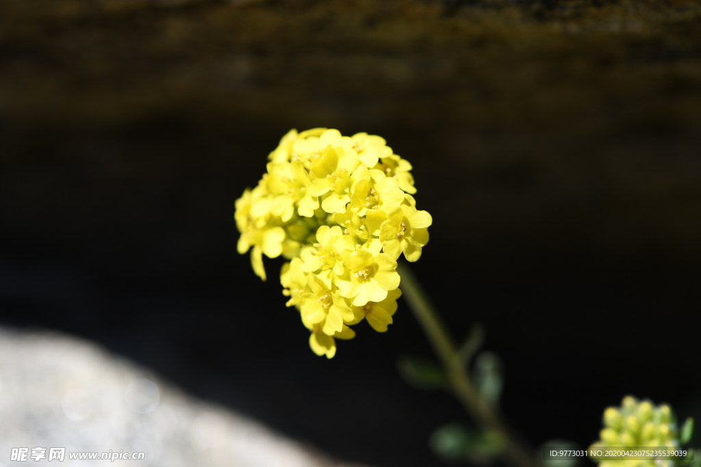迎春花