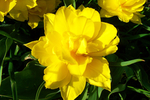迎春花