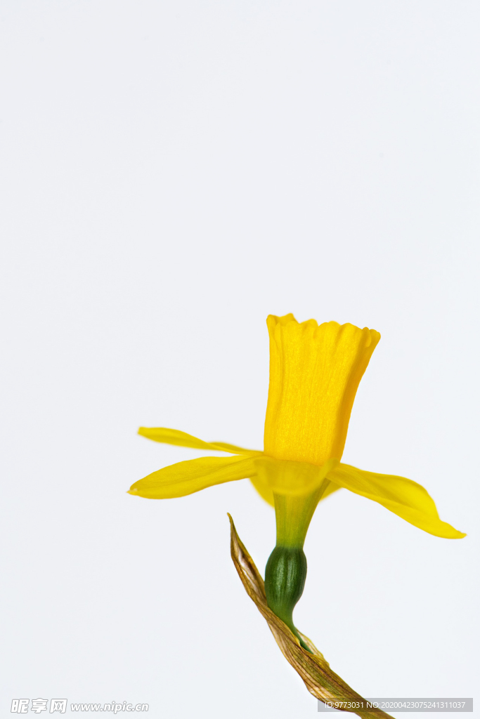 迎春花