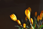 迎春花