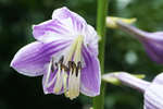 玉簪花