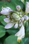 玉簪花