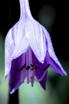 玉簪花