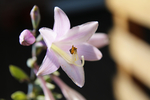 玉簪花