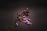 玉簪花