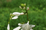 玉簪花