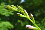 玉簪花
