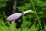 玉簪花
