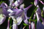 玉簪花