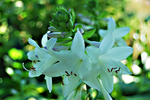 玉簪花