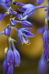 玉簪花