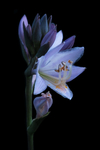 玉簪花