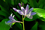 玉簪花