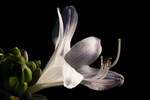 玉簪花