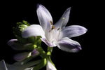 玉簪花