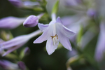 玉簪花